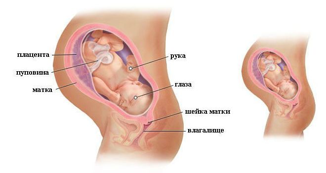 Развитие ребенка на 37 неделе беременности