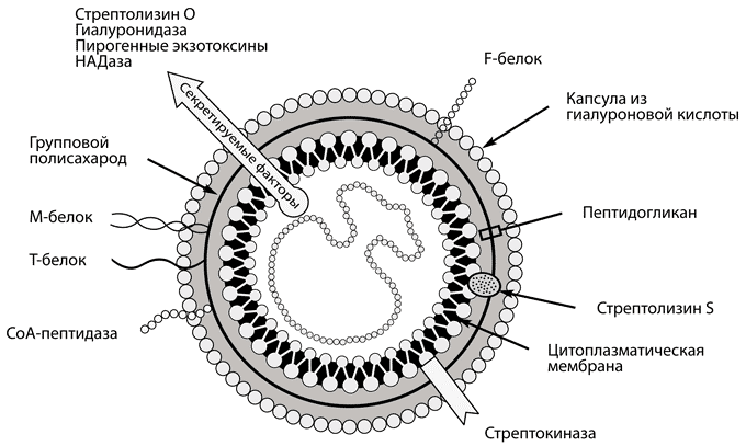 Схема строения клетки БСГА