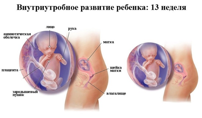 Развитие плода на 13 неделе беременности