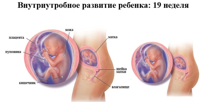 Развитие плода на 19 неделе беременности