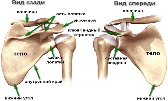 Анатомия плечевого сустава