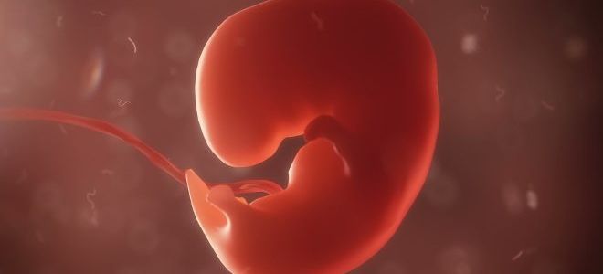 Срок, когда на УЗИ видно эмбрион, и почему он бывает незаметен