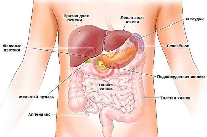 Расположение поджелудочной железы в брюшной полости
