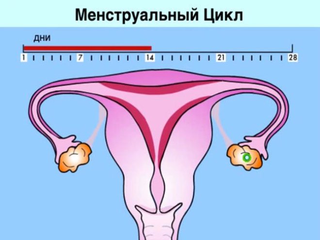 Дни менструального цикла
