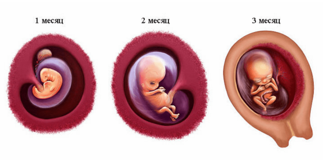 Развитие эмбриона на 1 триместре беременности