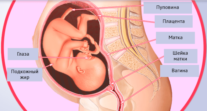 Развитие ребенка на 28 неделе беременности