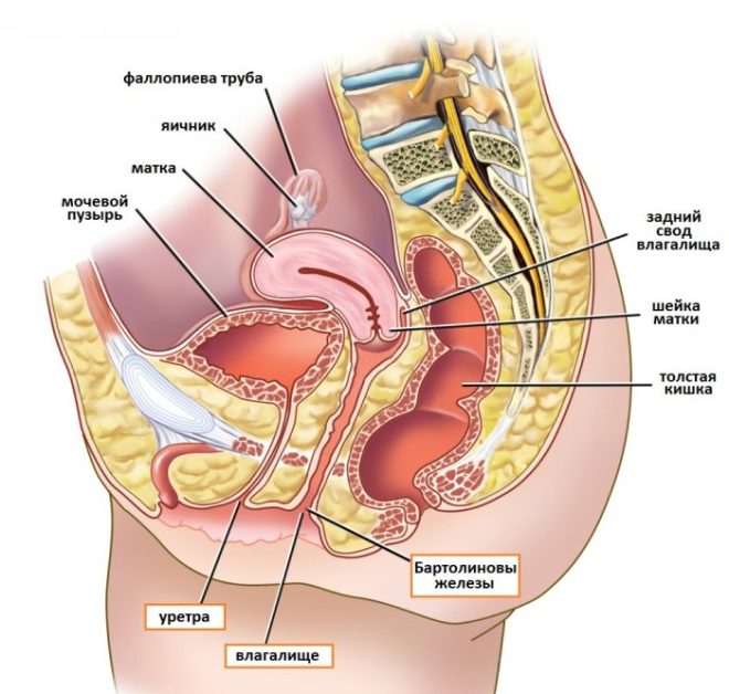 Строение органов малого таза у женщины