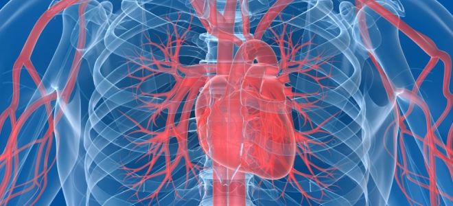 Особенности проведения рентгена сердца