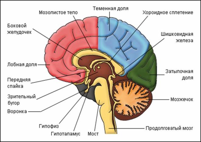 Устройство головного мозга