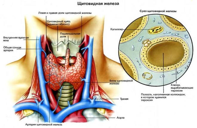 Структура щитовидной железы