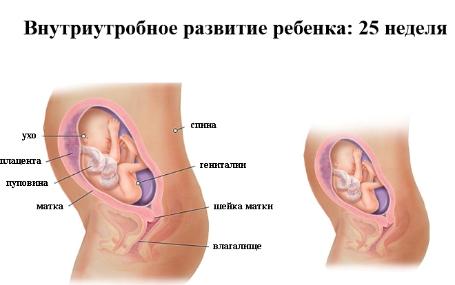 Развитие плода на 25 неделе беременности