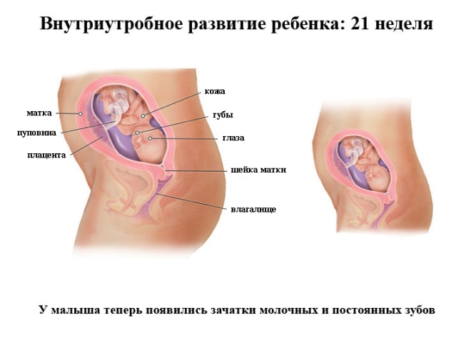 Развитие ребенка на 21 неделе беременности