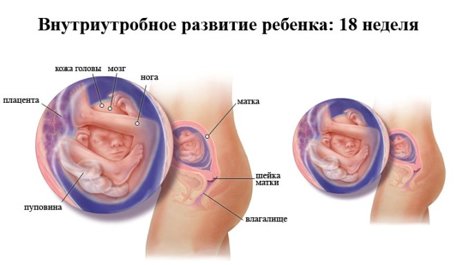 Развитие плода на 18 неделе беременности