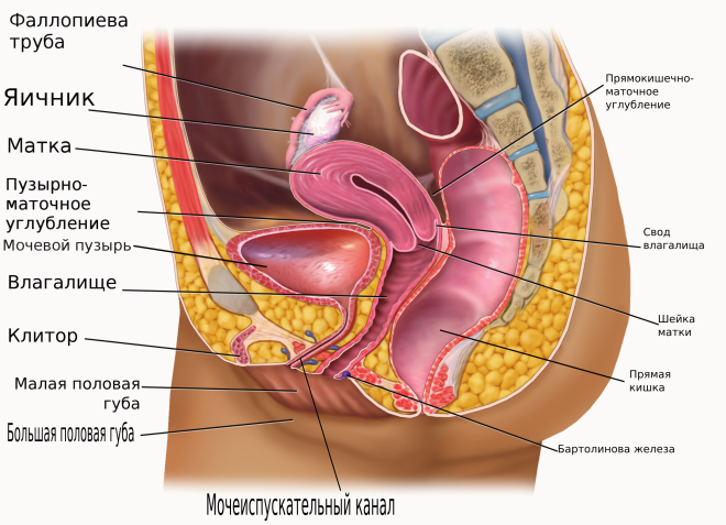 Женские органы малого таза