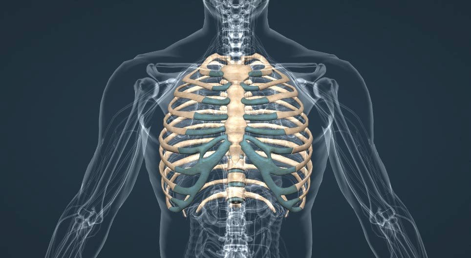 Магнитно-резонансная томография грудной клетки: преимущества и недостатки, техника проведения