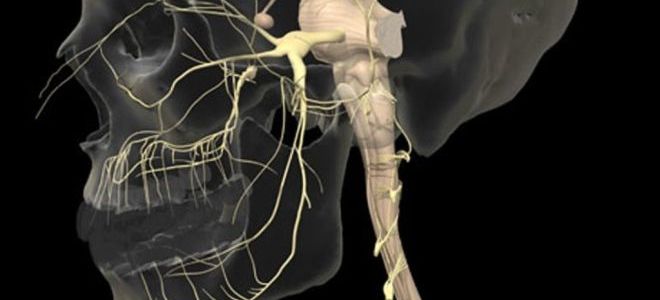 Как проводят МРТ тройничного нерва и в каких случаях необходима такая процедура