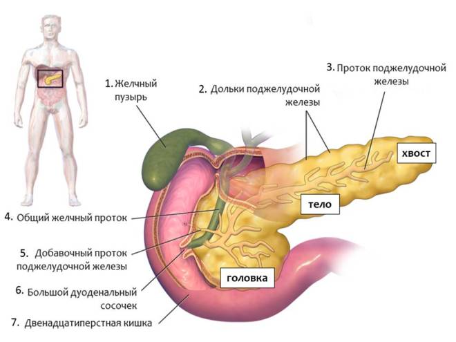 Анатомия поджелудочной железы