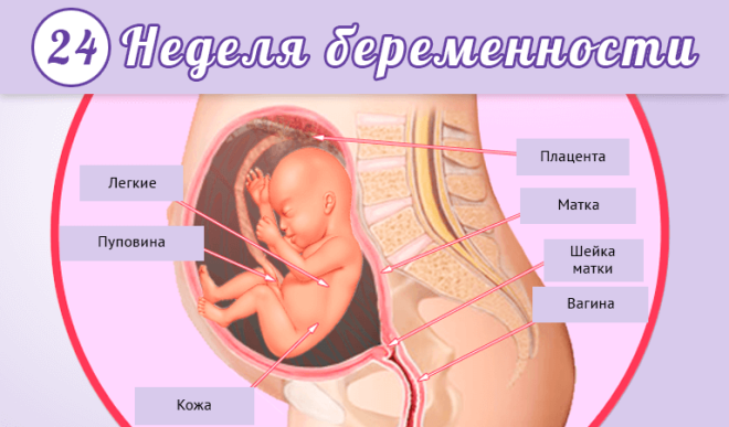 Развитие малыша на 24 неделе беременности