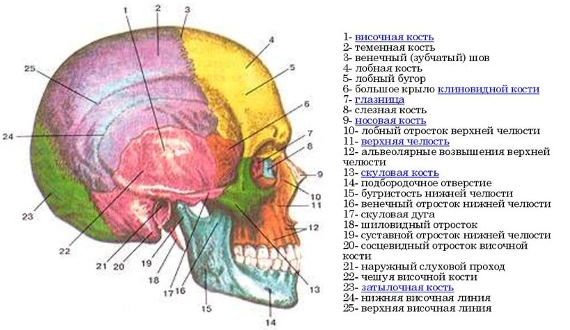 Строение черепа