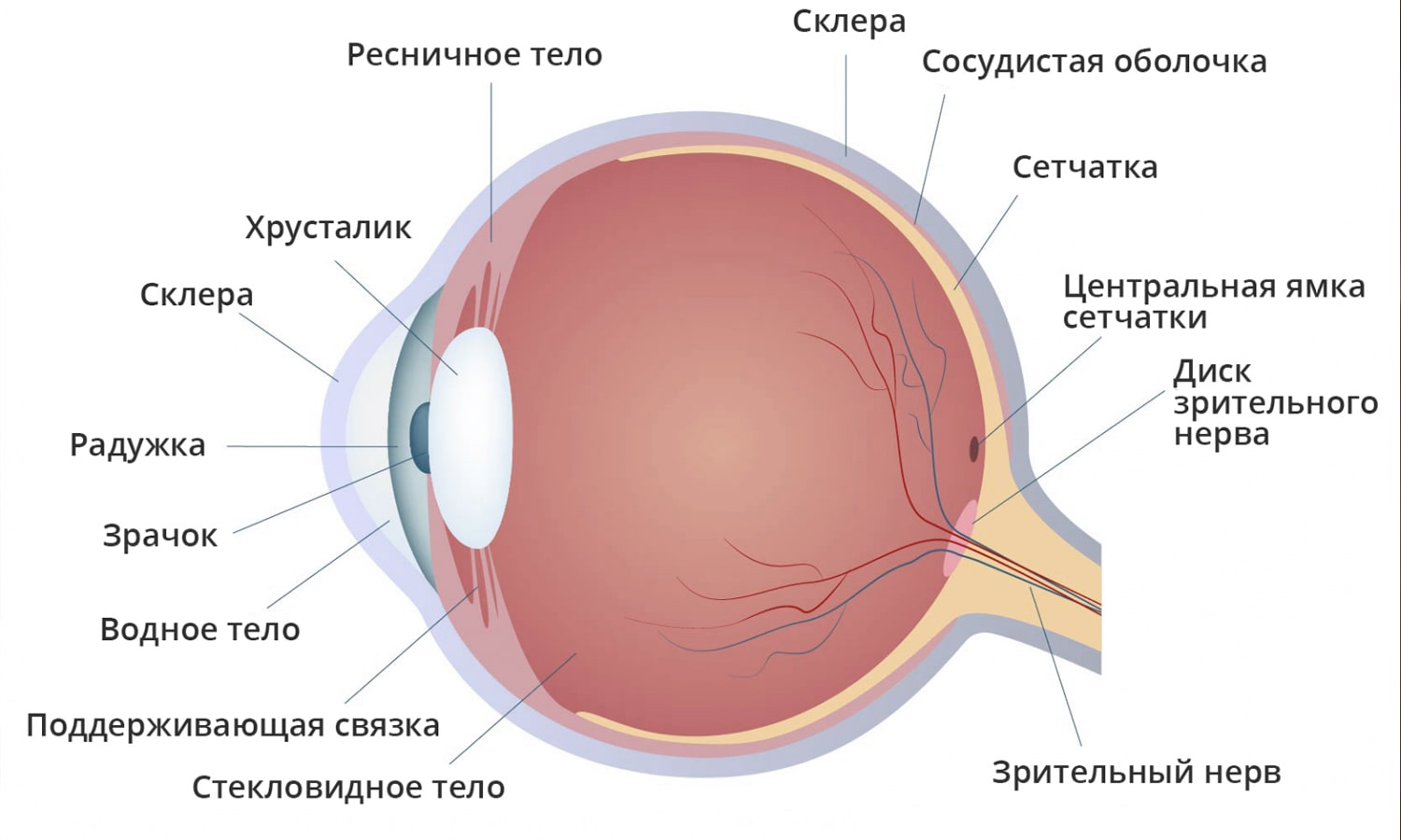 Что выявляет магнитно-резонансная томография глаз