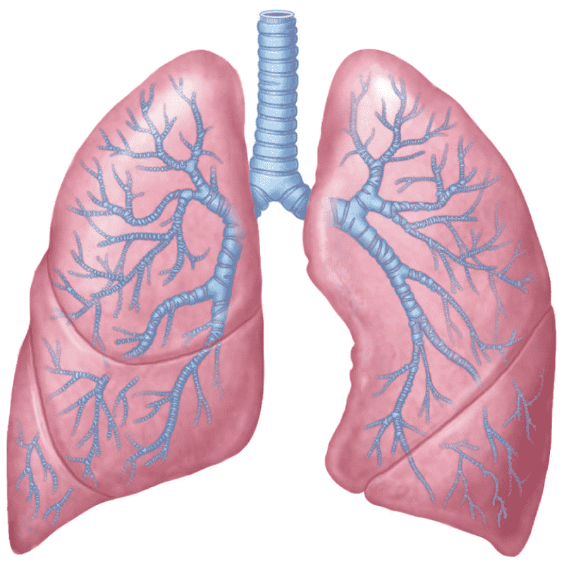 Легкие в теле рисунок